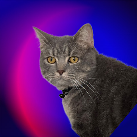 Leo's Profile Picture